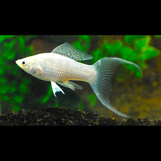 Hoogvinkarper Zilver Sluier (Poecilia latipinna silver longfin) – Sur commande – par 10