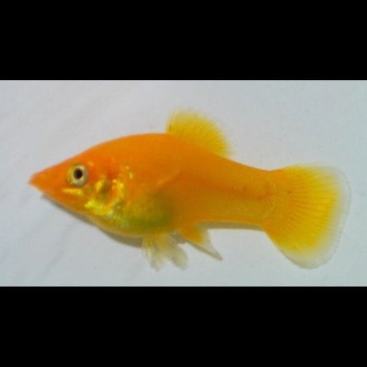Molly Golddust (Poecilia sphenops golddust) – Sur commande – par 10