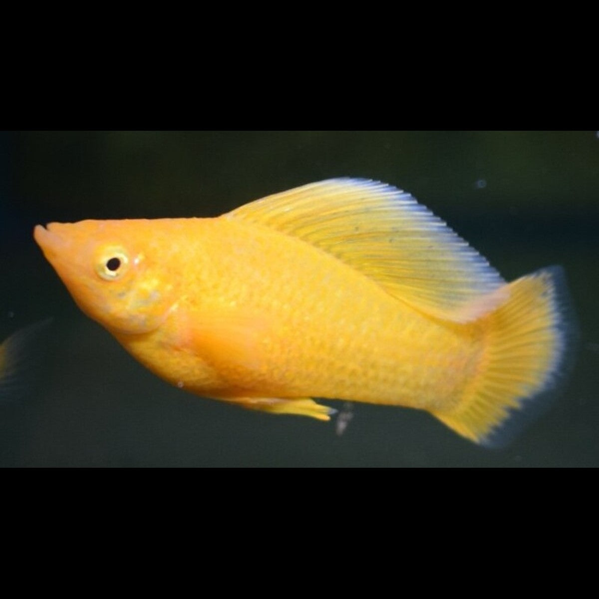 Molly voile orange (Poecilia latipinna « orange »)