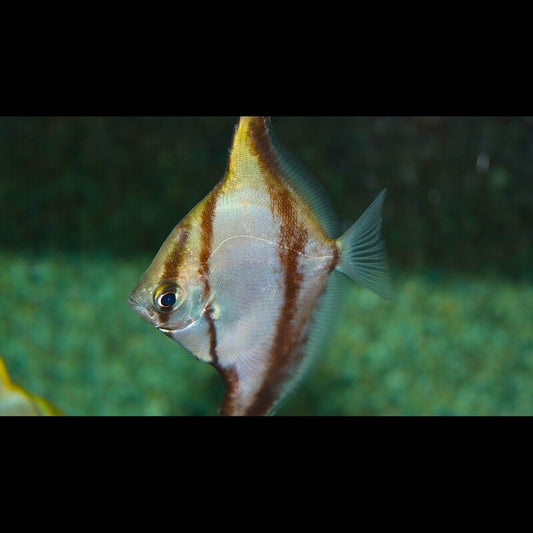 Poisson-lune d'Afrique (Monodactylus sebae) – Sur commande