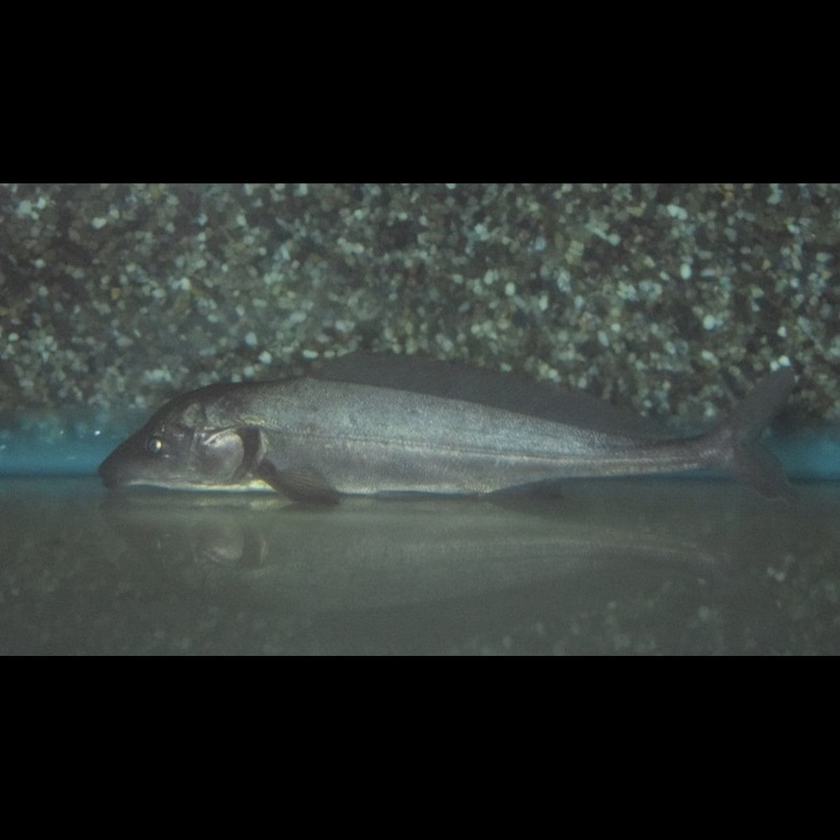 Poisson-éléphant Rume sauvage (Mormyrus rume)