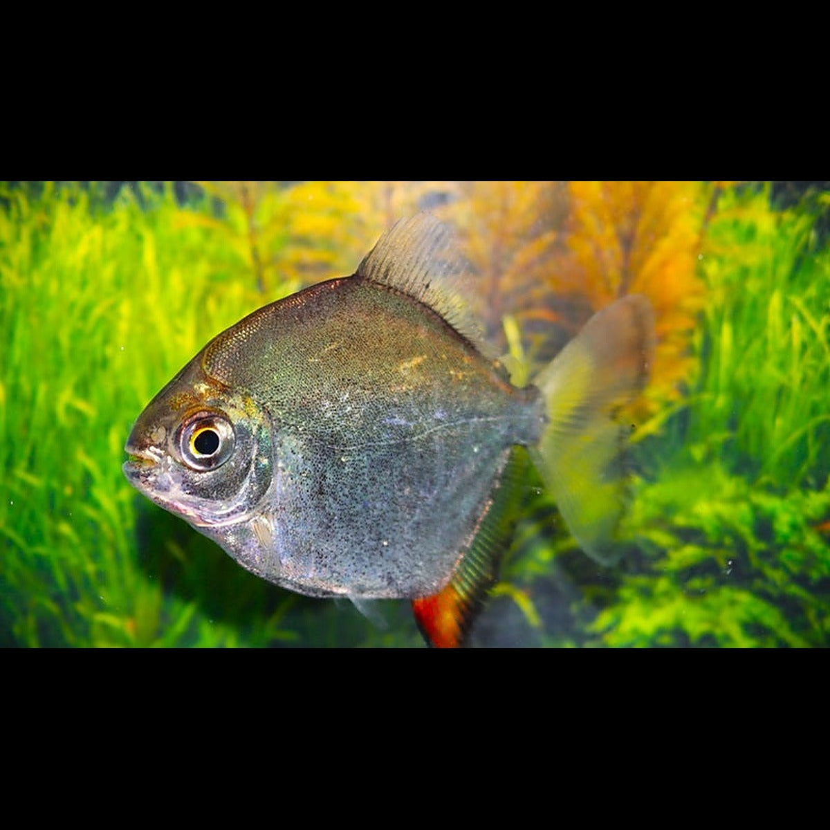 Pacu à crochet rouge sauvage (Myloplus rubripinnis) – Sur commande