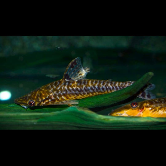 Hypoptopoma du Pérou sauvage (Hypoptopoma sp. « Peru ») – Sur commande