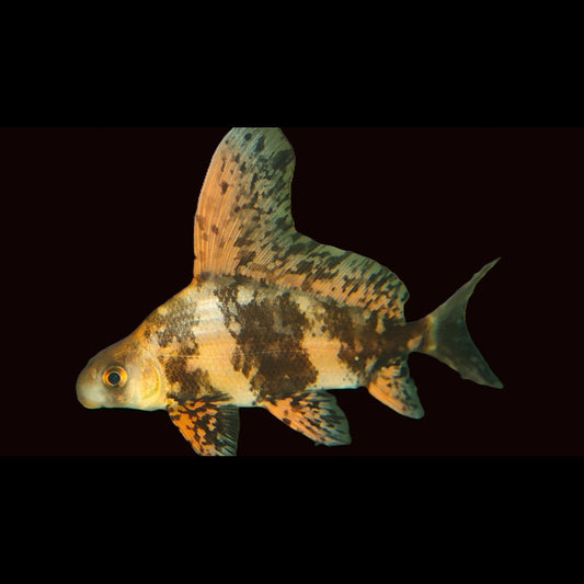 Empereur DE Chine (Myxocyprinus asiaticus 4/7) – Sur commande