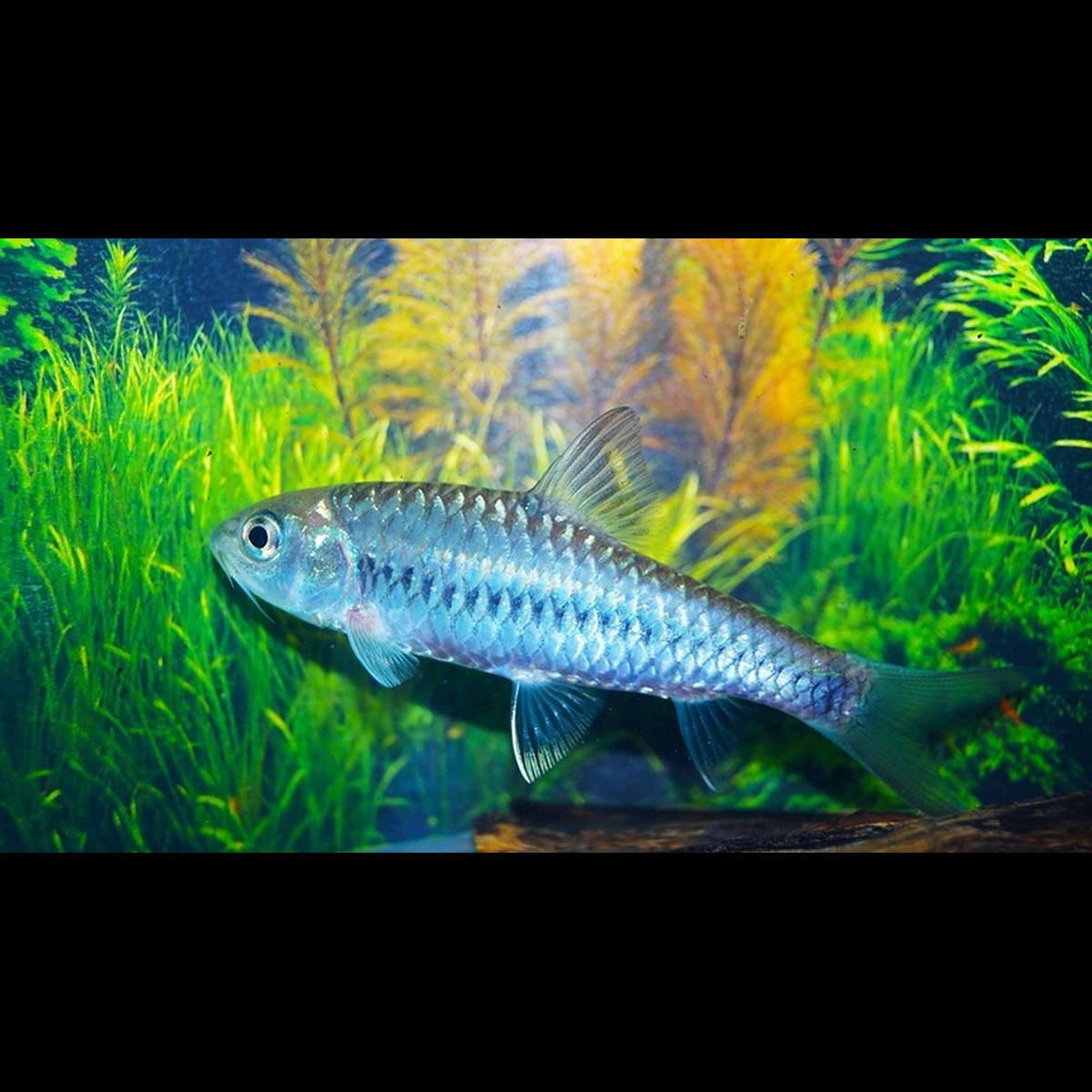 Barbillon bleu sauvage (Neolissocheilus stracheyi) – Sur commande
