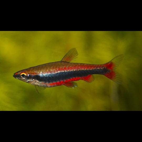 Poisson-crayon doré sauvage (Nannostomus beckfordi) – Sur commande