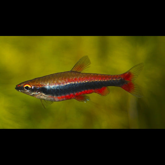 Poisson-crayon doré (Nannostomus beckfordi) – Sur commande