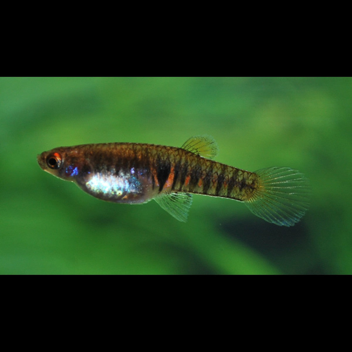 Neoheterandria elegans (Neoheterandria elegans)