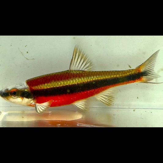 Vairon Américain À Nageoires Jaunes (Notropis lutipinnis 4/7) – Sur commande