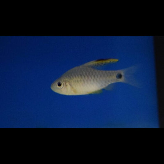Barbus drapeau sauvage (Oreichthys crenuchoides) – Sur commande