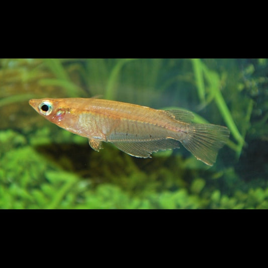 Oryzias Dancena sauvage (Oryzias dancena) – Sur commande – par 10