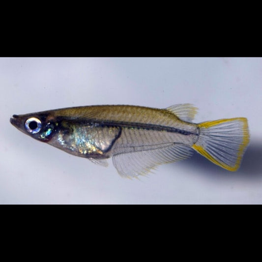 Médaka Javanicus (Oryzias javanicus) – Sur commande – par 10