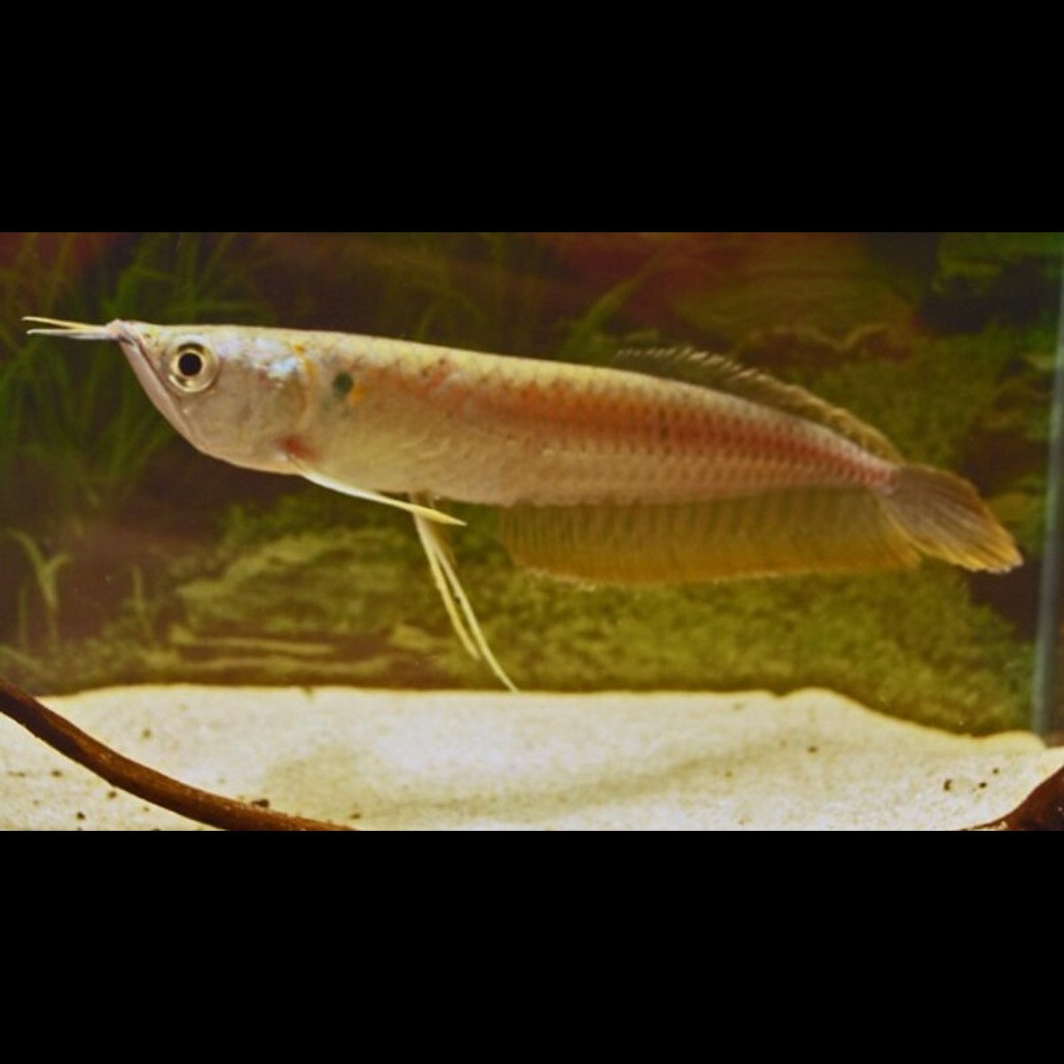 Arowana Argenté (Osteoglossum bicirrhosum) – Sur commande