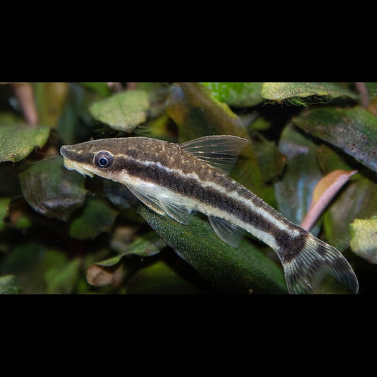 Otocinclus vittatus sauvage (Otocinclus vittatus) – Sur commande – par 10