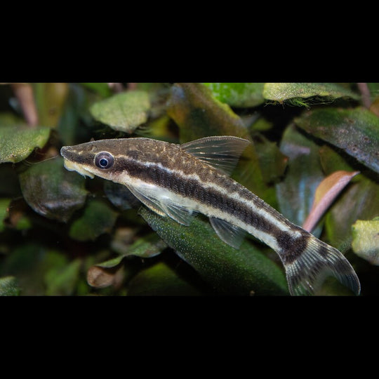 Otocinclus vittatus sauvage (Otocinclus vittatus) – Sur commande – par 10