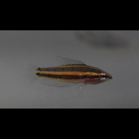 Gourami réglisse Sentang sauvage (Parosphromenus sp. « Sentang ») – Sur commande – par 10