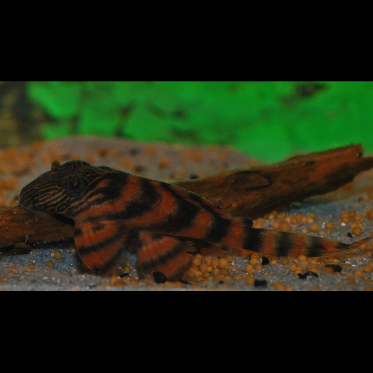 Pléco tigre mandarine L397 (Panaqolus sp. L397) – Sur commande