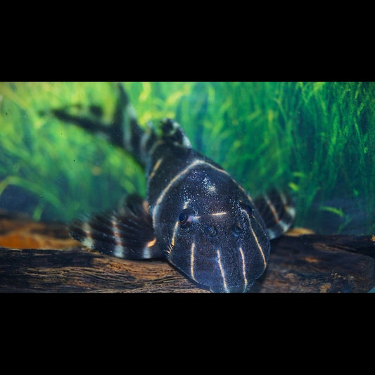 Pléco flash L204 sauvage (Panaqolus albivermis) – Sur commande