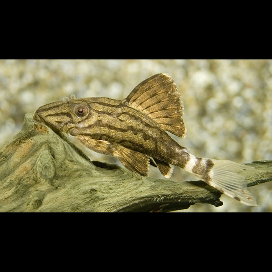 Pléco royal L190 sauvage (Panaque nigrolineatus) – Sur commande