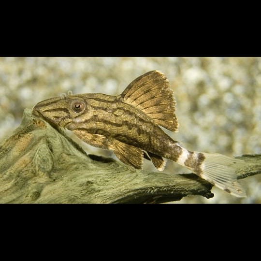 Pléco royal L190 sauvage (Panaque nigrolineatus) – Sur commande