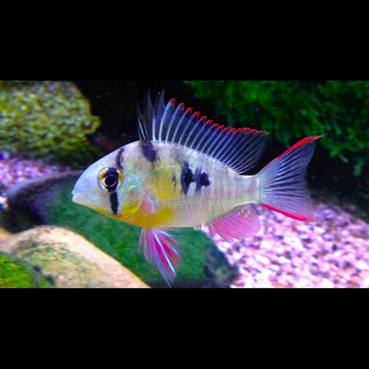 Ramirezi bolivien (Mikrogeophagus altispinosus) – Sur commande