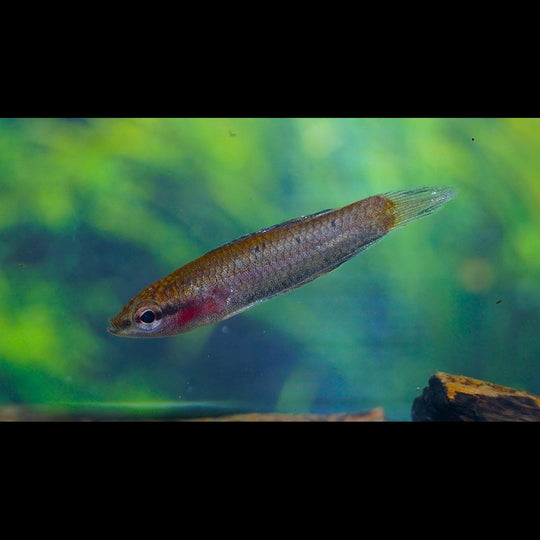 Gourami réglisse parvulus sauvage (Parosphromenus parvulus) – Sur commande