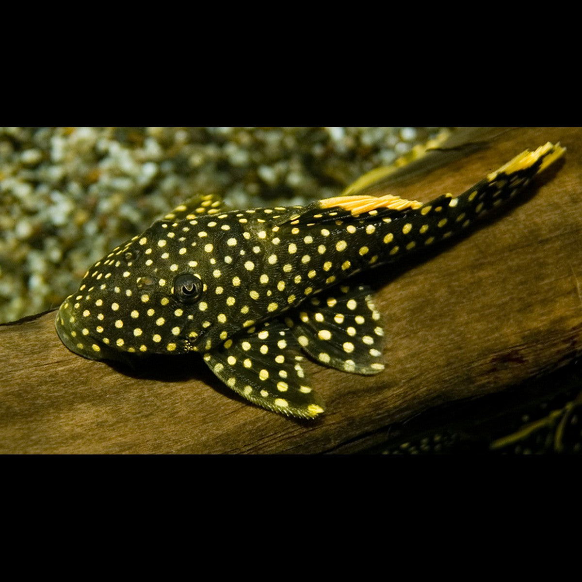Pléco pépite d'or L018 sauvage (Baryancistrus xanthellus) – Sur commande