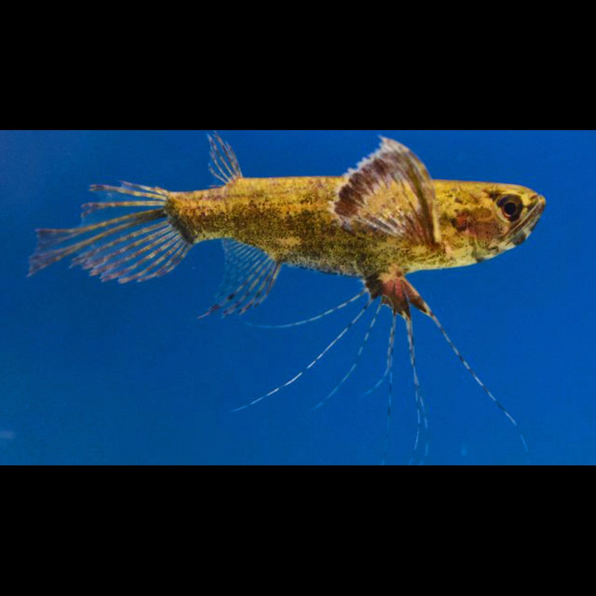 Poisson-papillon sauvage (Pantodon buchholzi)