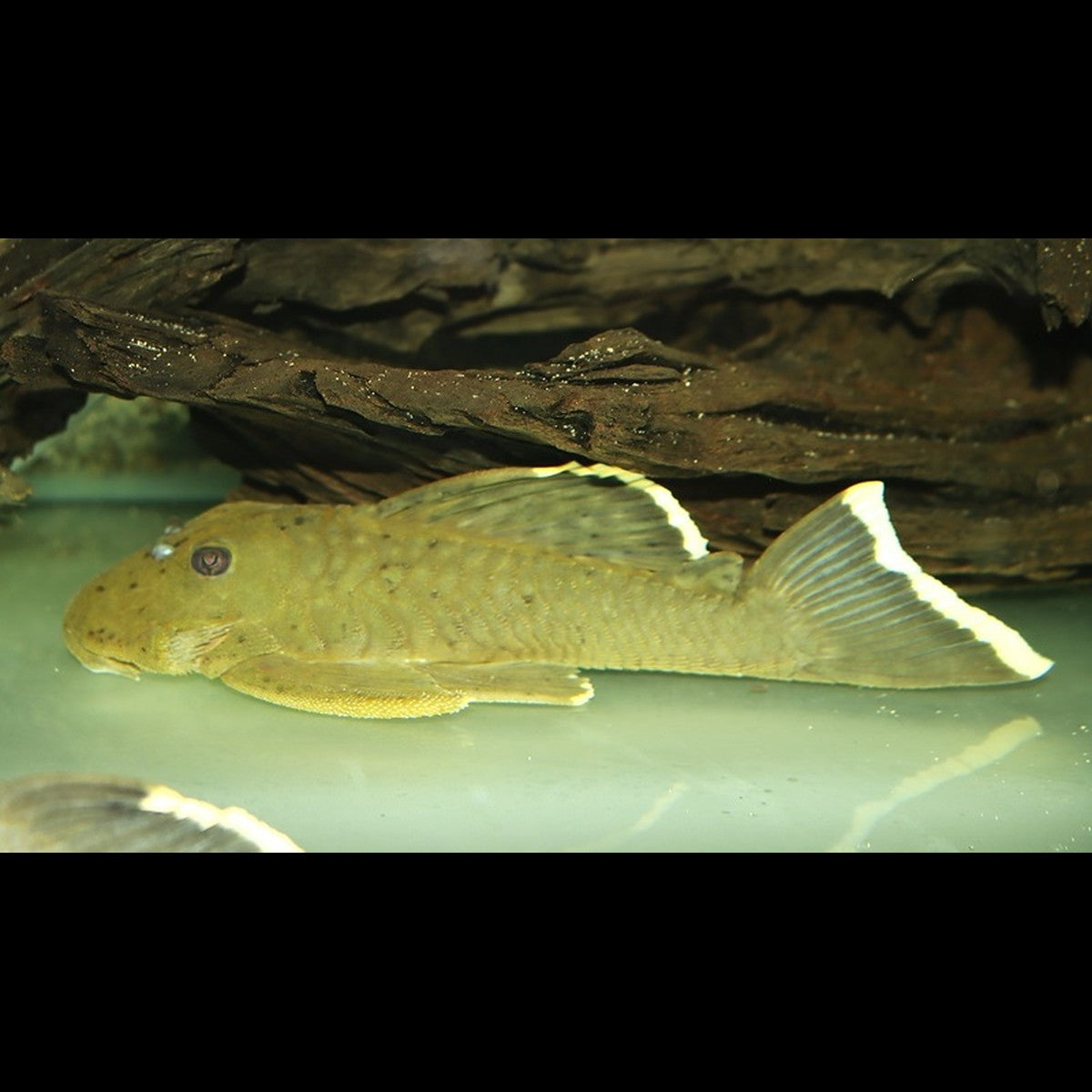 Pléco Magnum L047 sauvage (Baryancistrus chrysolomus L047)