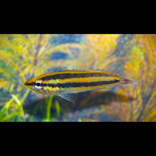 Gourami réglisse sumatranus sauvage (Parosphromenus sumatranus) – Sur commande
