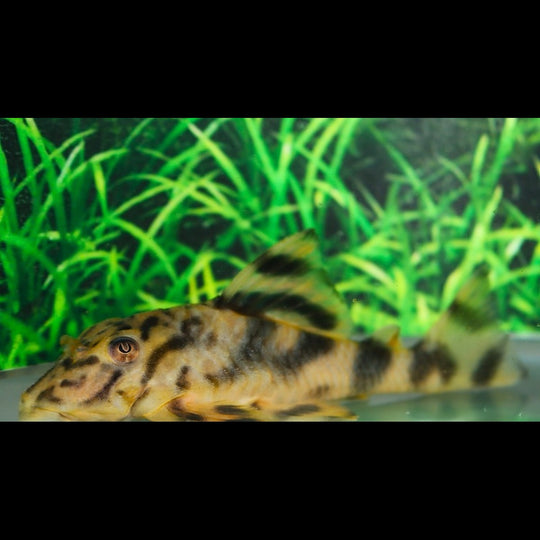 Peckoltia lineola L202 sauvage (Peckoltia lineola) – Sur commande