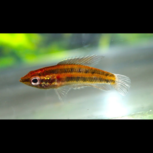 Gourami réglisse anjunganensis sauvage (Parosphromenus anjunganensis) – Sur commande – par 10