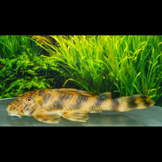 Peckoltia L147 sauvage (Peckoltia sp. L147) – Sur commande