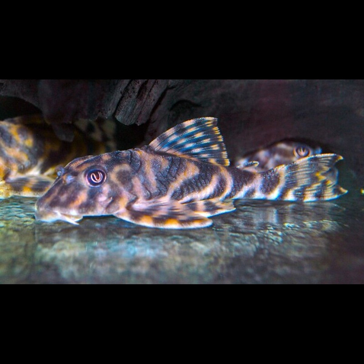 Pléco Candy Striped L015 sauvage (Peckoltia vittata L015)