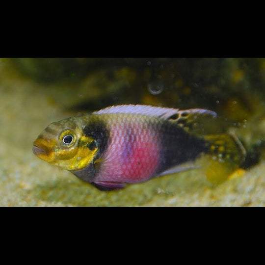 Pelmato Matadi (Pelvicachromis subocellatus « Matadi ») – Sur commande