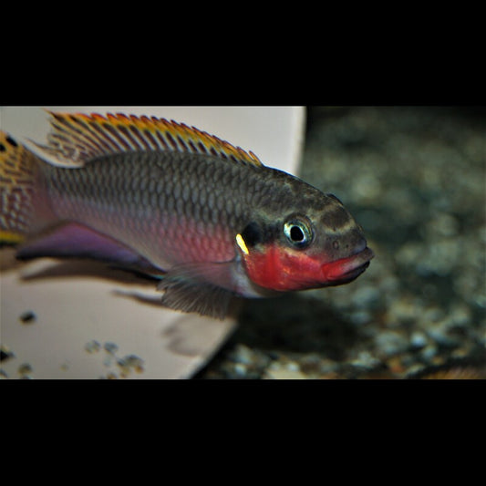 Pelmato taeniatus Nigeria Red (Pelvicachromis taeniatus « Nigeria Red ») – Sur commande