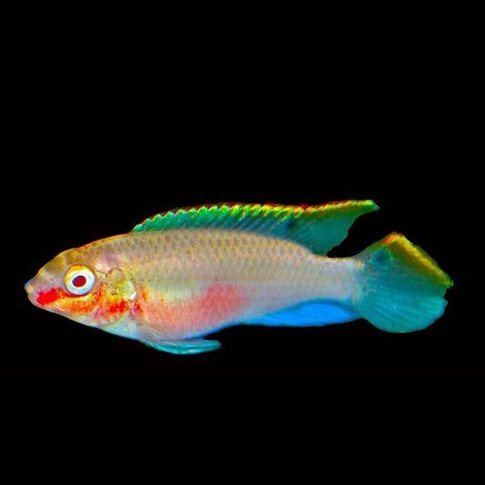 Pelmato albinos (Pelvicachromis pulcher « albino ») – Sur commande