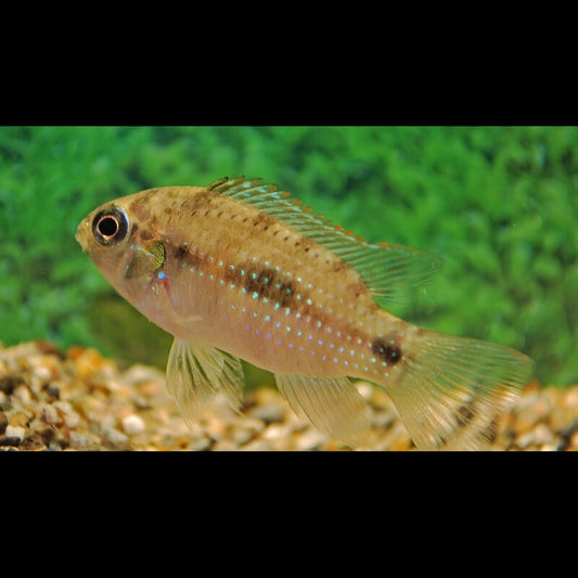 Cichlidé papillon africain sauvage (Anomalochromis thomasi) – Sur commande