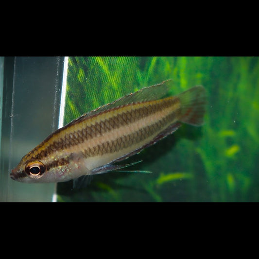 Gourami réglisse paludicola sauvage (Parosphromenus paludicola) – Sur commande