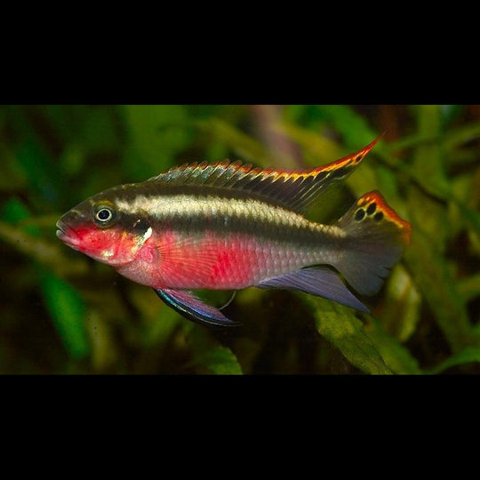 Pelmato rouge (Pelvicachromis pulcher « red ») – Sur commande