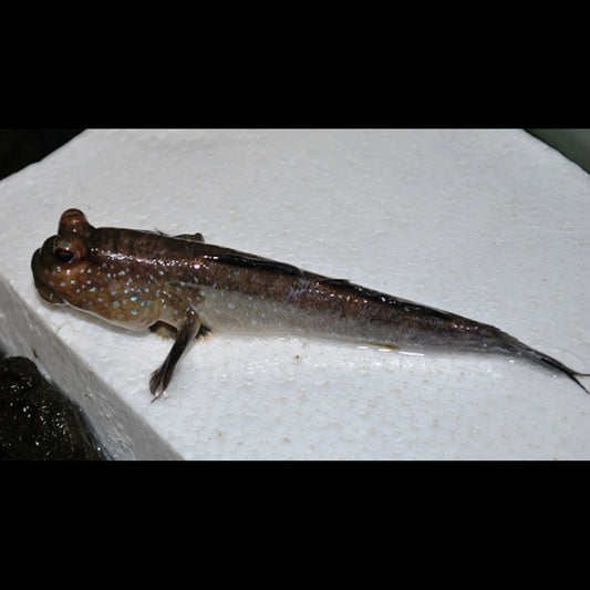 Sauteur de vase atlantique sauvage (Periophthalmus barbarus) – Sur commande