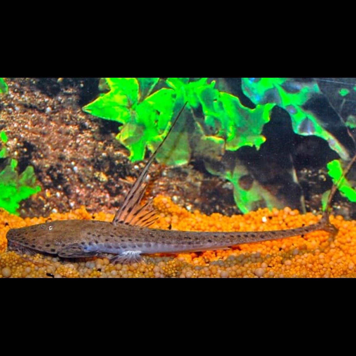 Poisson-sorcière sauvage (Planiloricaria cryptodon)
