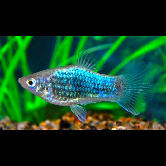Platy NÉON BLEU Tuxedo (Xiph. MAC. neon blue tuxedo) – Sur commande – par 10