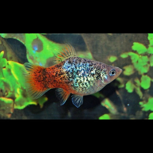 Platy BLEU Spotted Redtail (Xiph. MAC. blue spotted redtail) – Sur commande – par 10