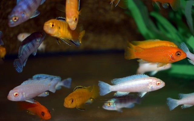 Malawi Mbuna mix 5-7cm