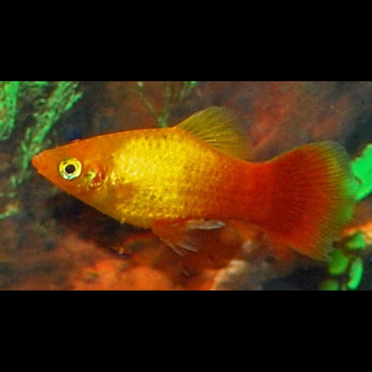 Platy NÉON Marigold (Xiph. MAC. neon marigold) – Sur commande – par 10