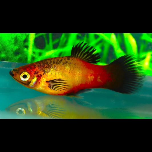 Platy Sunset Wagtail (Xiph. MAC. sunset wagtail) – Sur commande – par 10