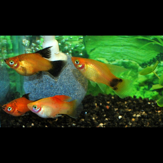 Platy Highfin Assortis (Xiph. MAC. highfin mix) – Sur commande – par 10