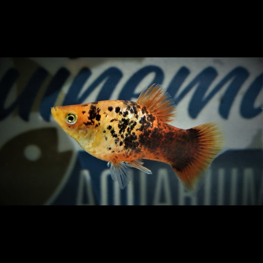 Platy Orange Corail Tacheté (Xiph. MAC. coral orange spotted) – Sur commande – par 10