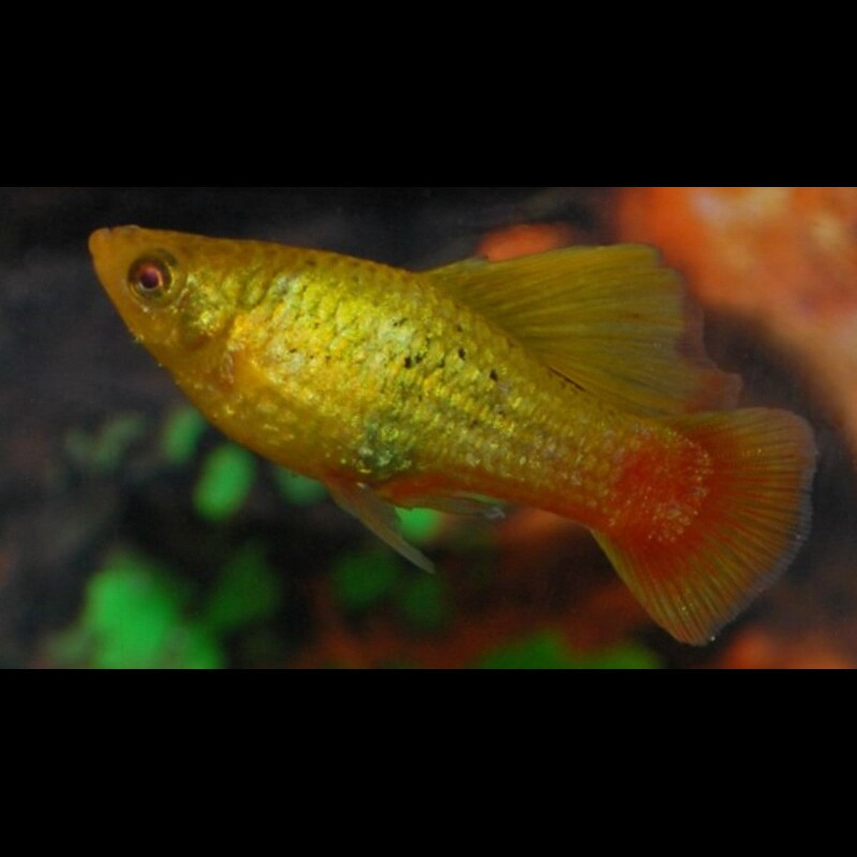 Platy variatus highfin vert (Xiphophorus variatus « highfin green »)